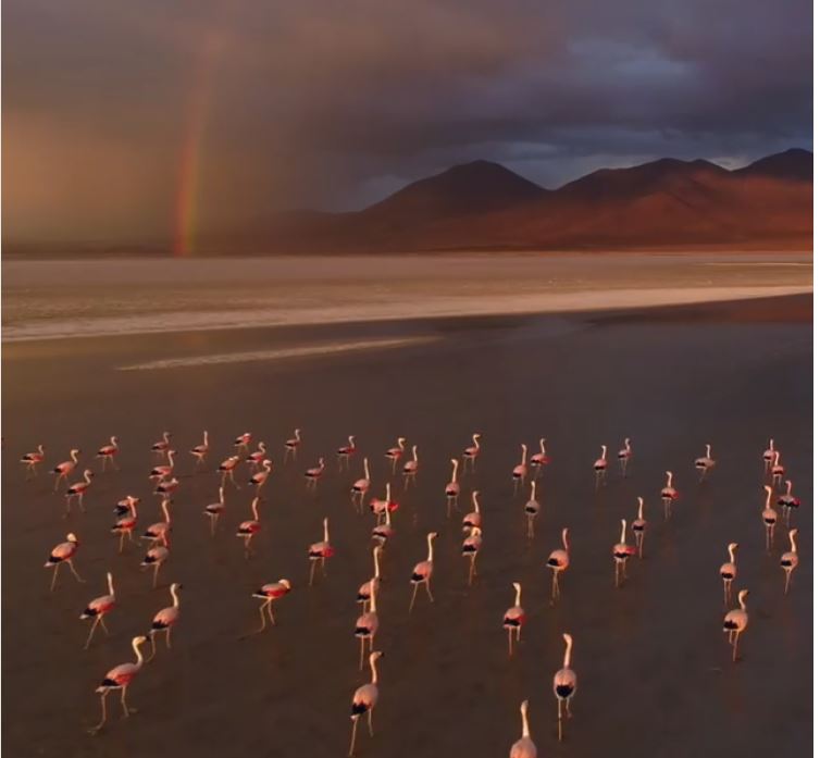 The incredible Flamingo real life video